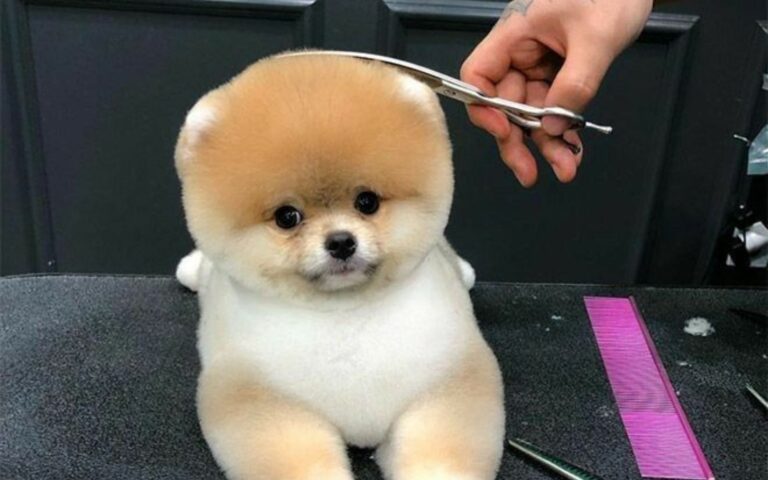Tosa Lulu da Pomerânia Ursinho