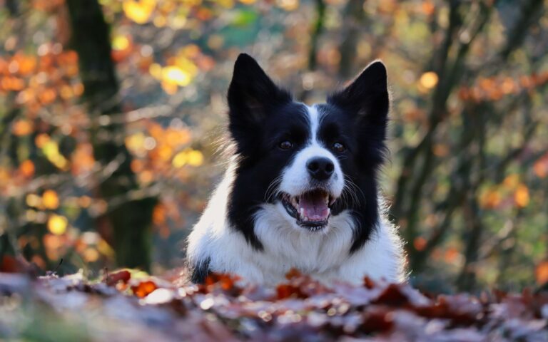 Tosa Trimming Border Collie