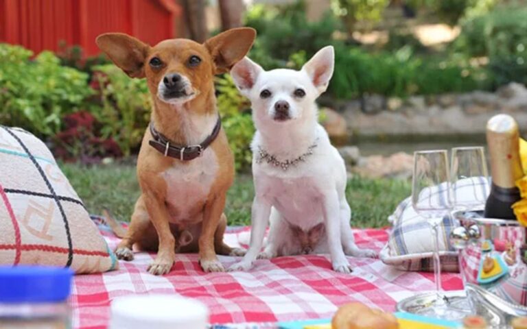 filme Perdido pra Cachorro