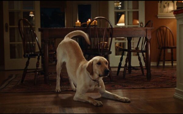 filme com cachorros
