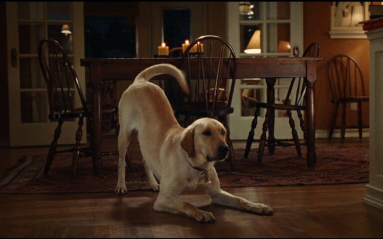 filme com cachorros