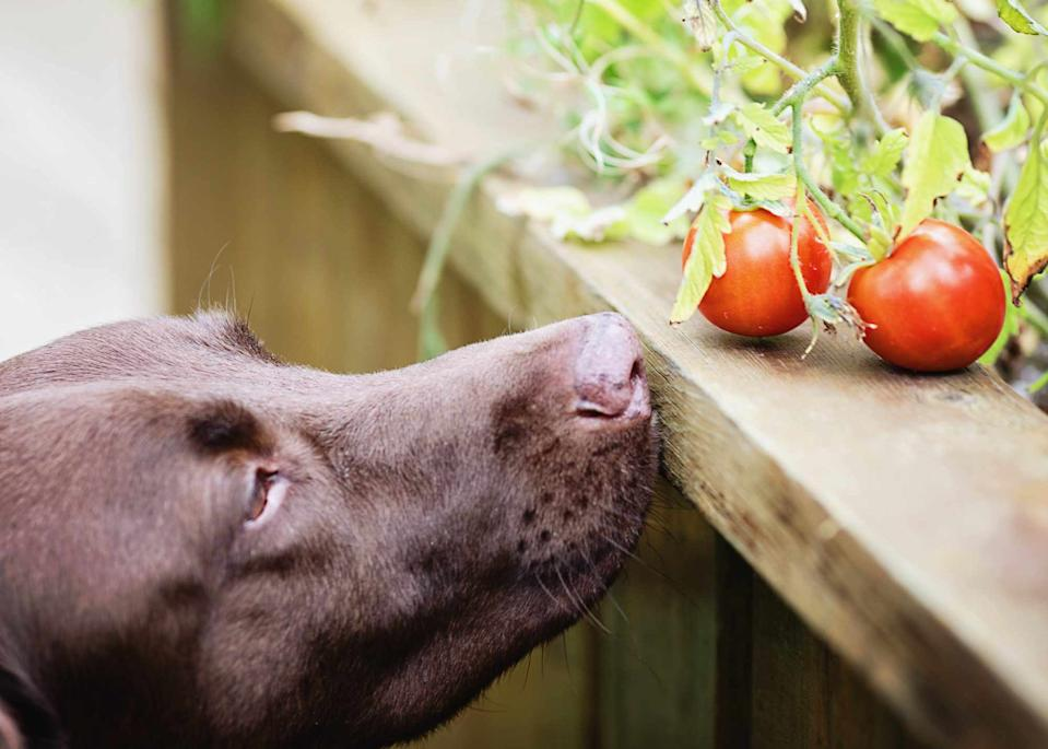 Pode dar tomate para cachorro