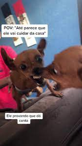 Memes de Pinscher