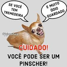 Memes de Pinscher