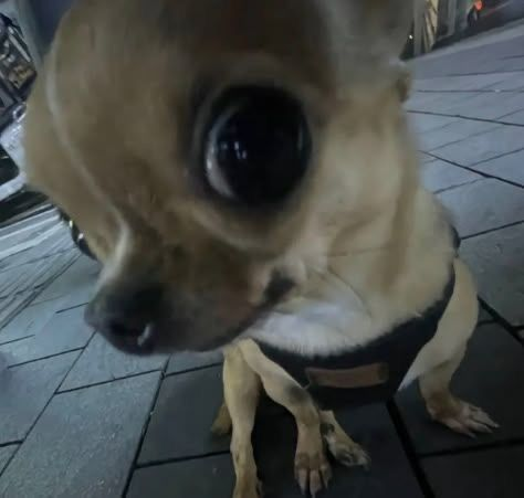 Memes de Pinscher