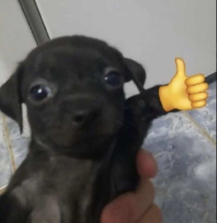 Memes de Pinscher