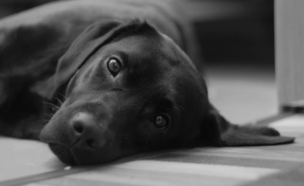 O que significa sonhar com cachorro preto no mundo espiritual