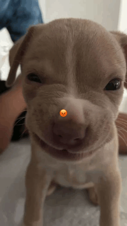 Memes de Pinscher