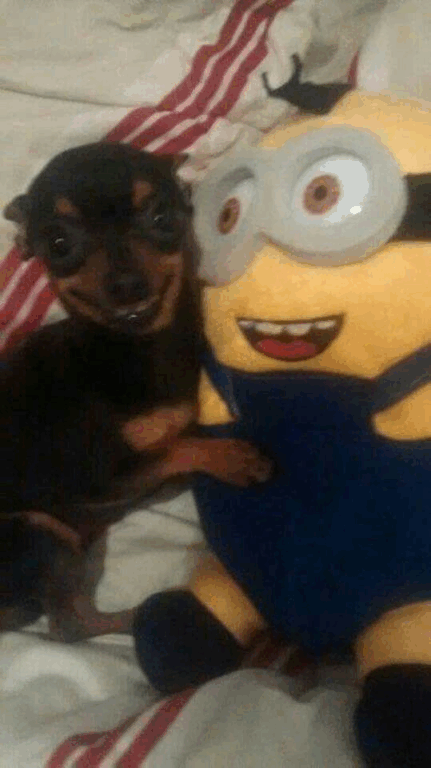 Memes de Pinscher