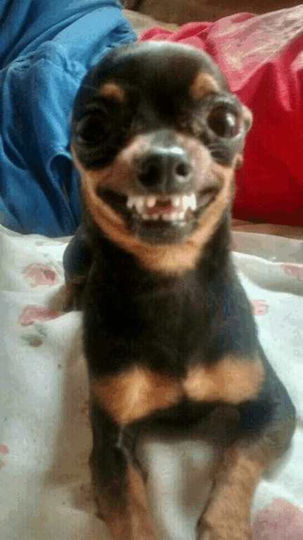 Memes de Pinscher