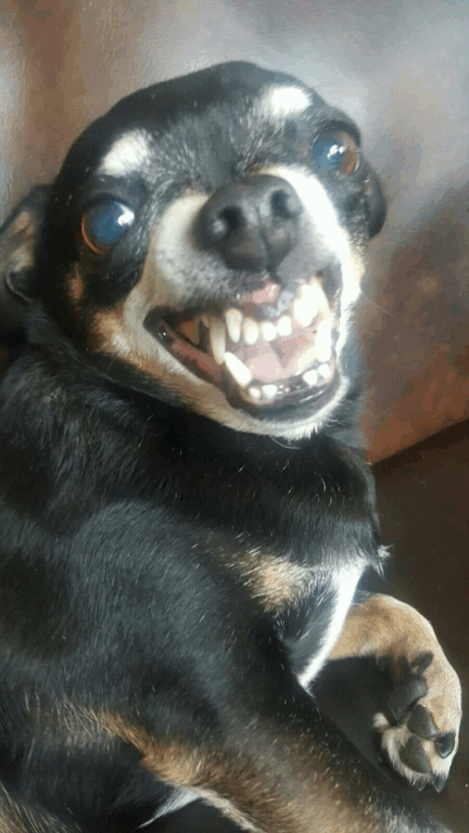 Memes de Pinscher