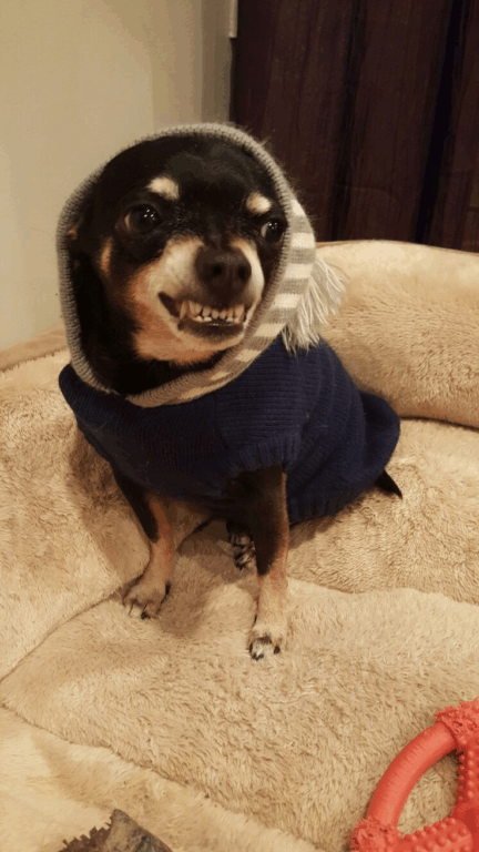Memes de Pinscher