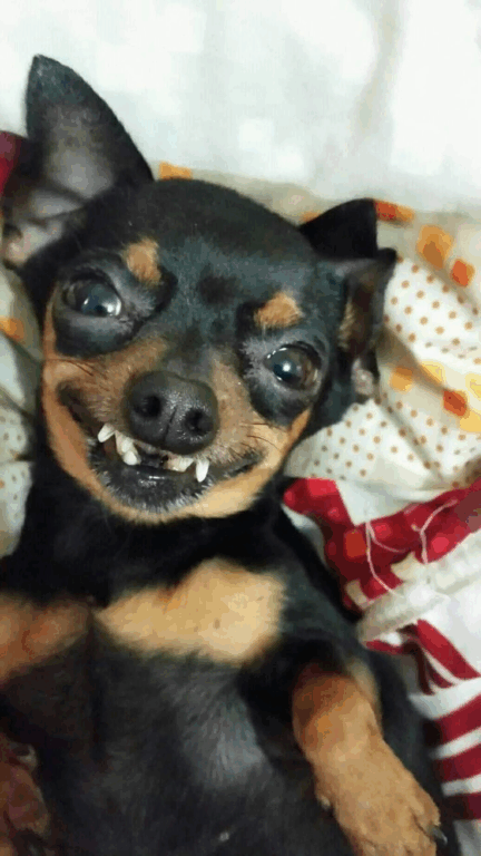 Memes de Pinscher