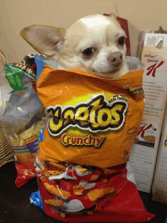 Memes de Pinscher