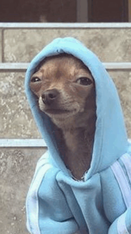 Memes de Pinscher