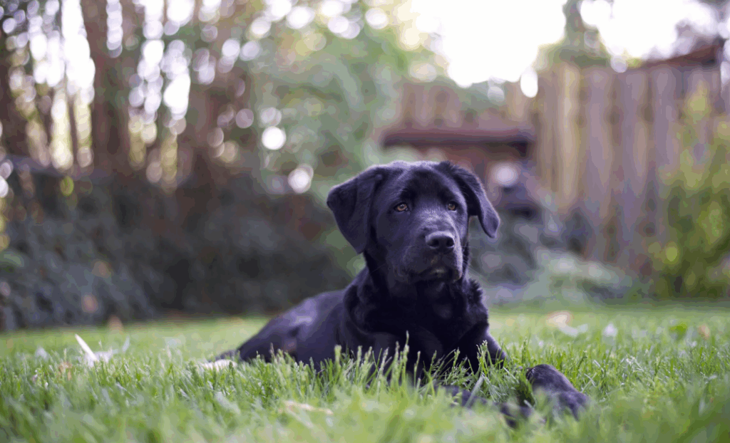 O que significa sonhar com cachorro preto no mundo espiritual