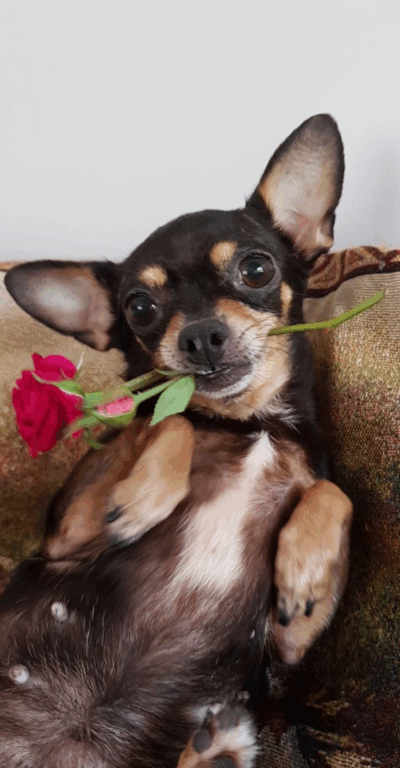 Memes de Pinscher