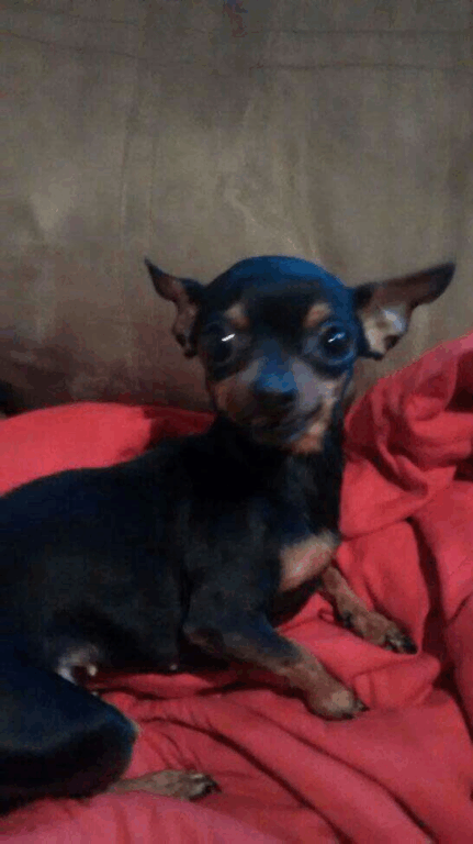 Memes de Pinscher