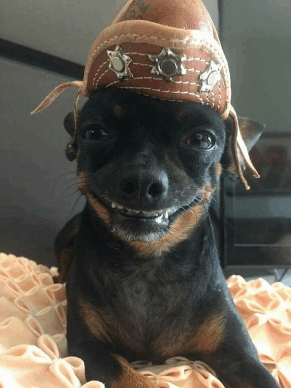 Memes de Pinscher