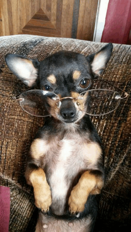 Memes de Pinscher