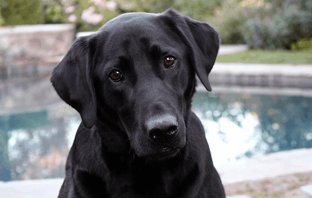 O que significa sonhar com cachorro preto no mundo espiritual