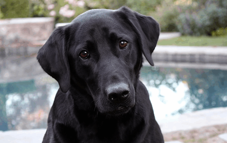 O que significa sonhar com cachorro preto no mundo espiritual