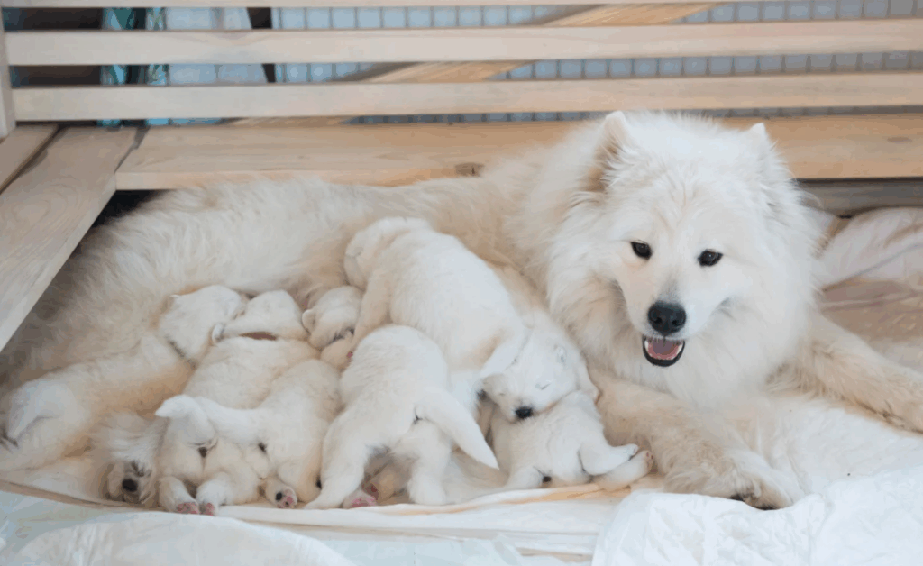 Com quanto tempo pode dar vermífugo para cachorro filhote