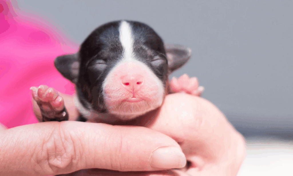 Com quanto tempo pode dar vermífugo para cachorro filhote