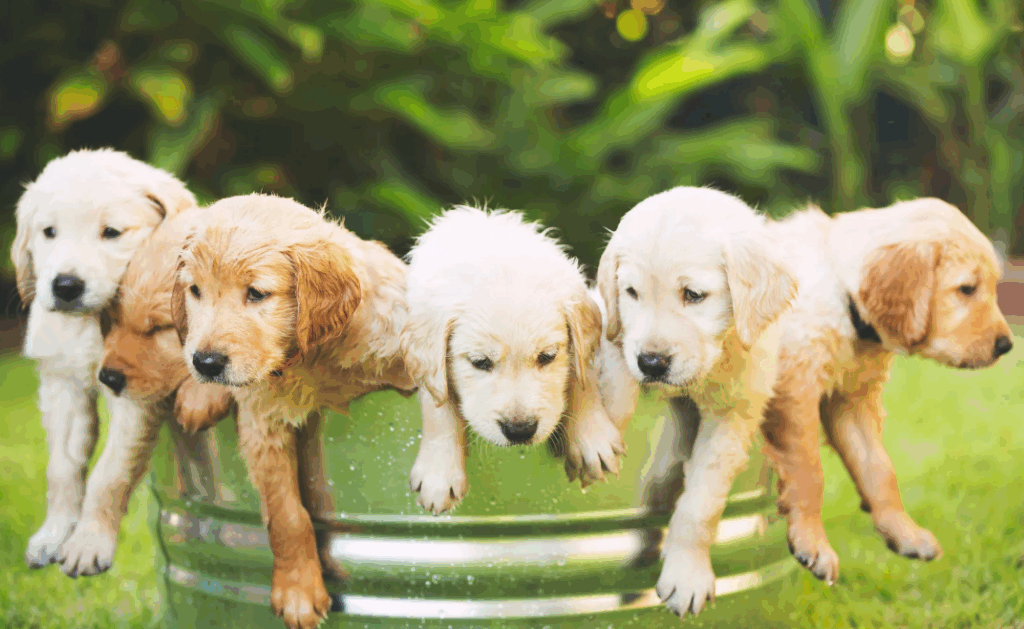 A partir de quanto tempo pode dar banho no cachorro