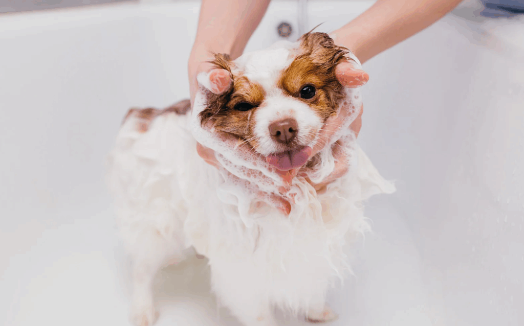 A partir de quanto tempo pode dar banho no cachorro
