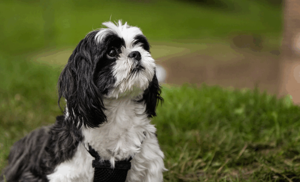 Doenças comuns em Shih Tzu
