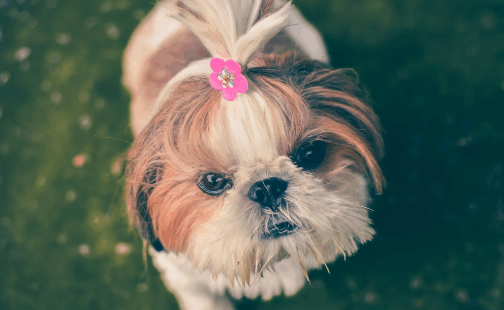 Nome de cadela Shih Tzu