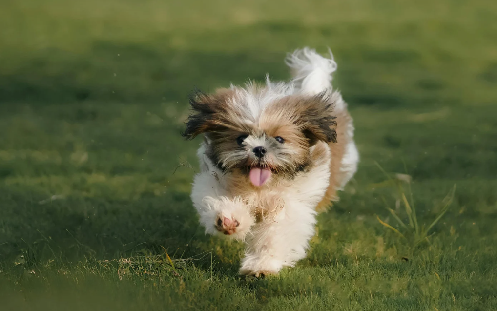 Nome de cadela Shih Tzu