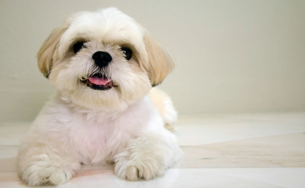 Nome de cadela Shih Tzu