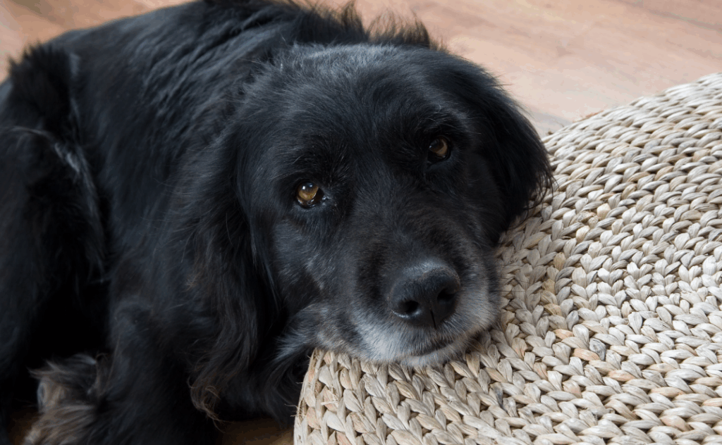 O que significa sonhar com cachorro preto no mundo espiritual
