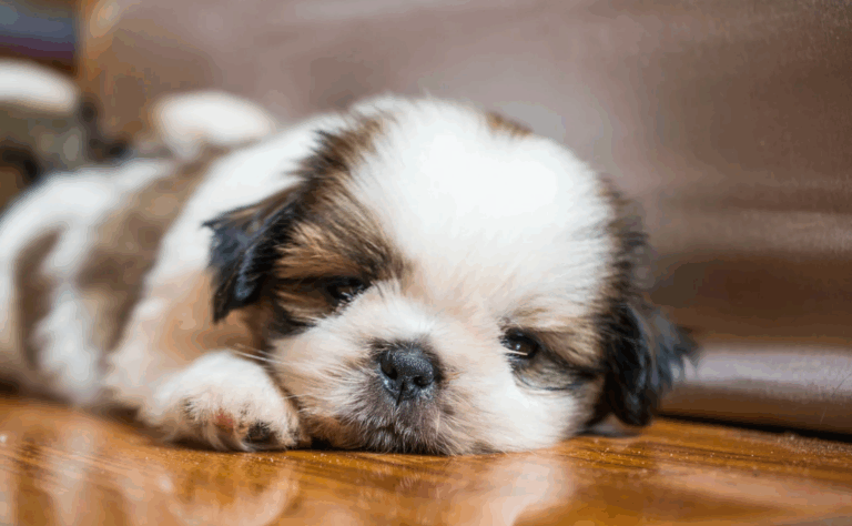 Cachorro da raça Shih Tzu filhote: saiba como cuidar dele!