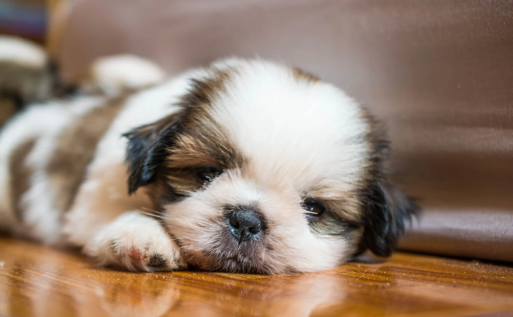 Cachorro da raça Shih Tzu filhote