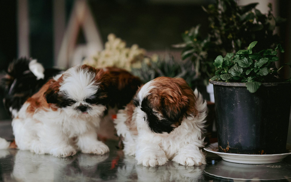Cachorro da raça Shih Tzu filhote