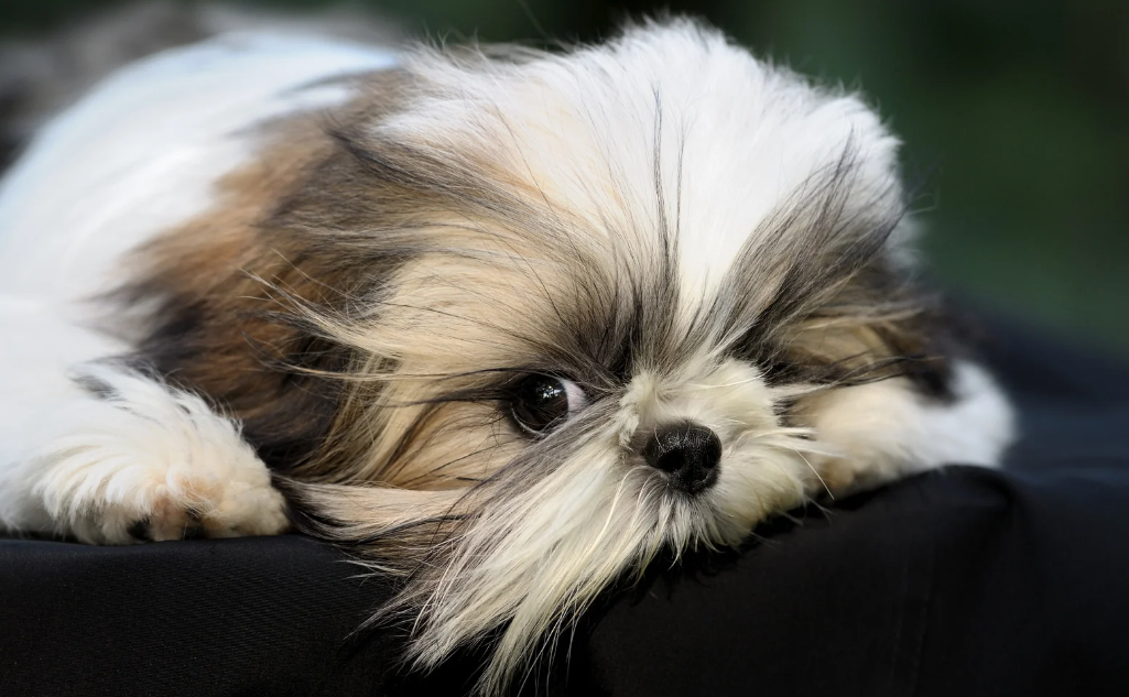 Cachorro da raça Shih Tzu filhote