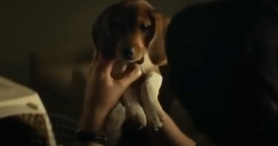 filme com cachorros