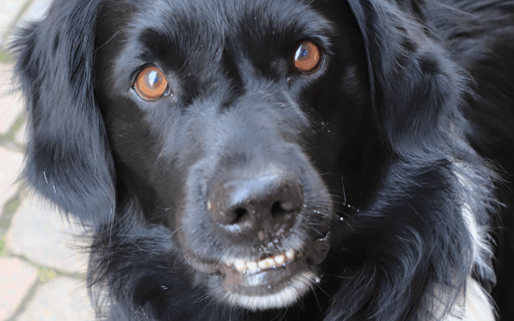 O que significa sonhar com cachorro preto no mundo espiritual
