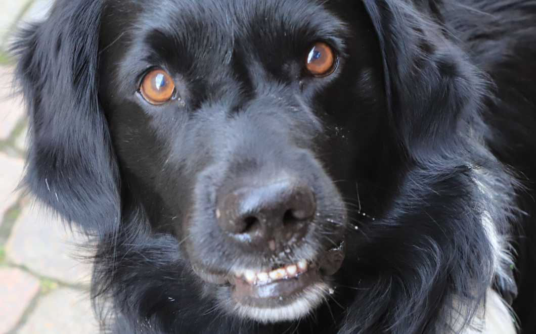 O que significa sonhar com cachorro preto no mundo espiritual