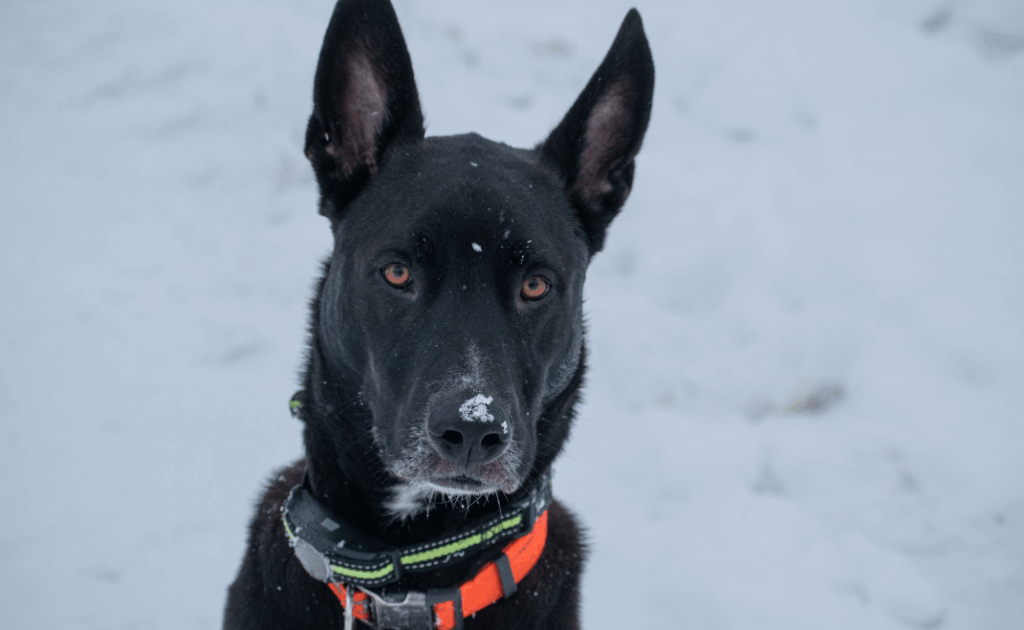 O que significa sonhar com cachorro preto no mundo espiritual