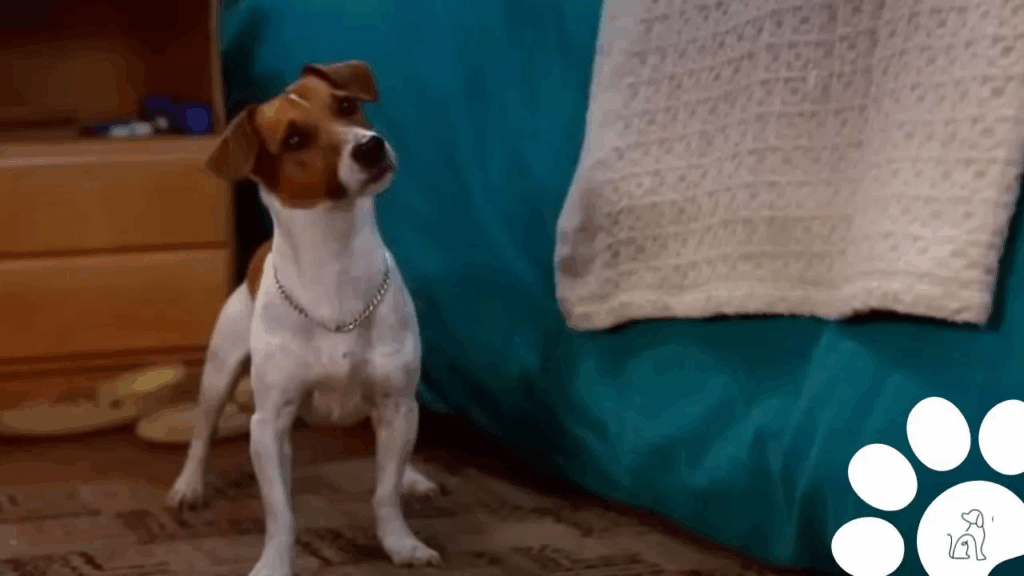 filme com cachorros