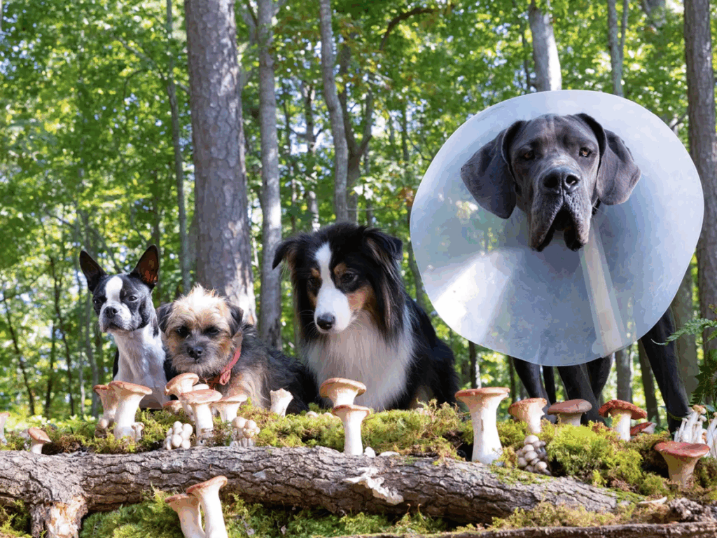 filme com cachorros