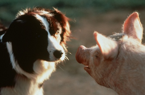 filme com cachorros