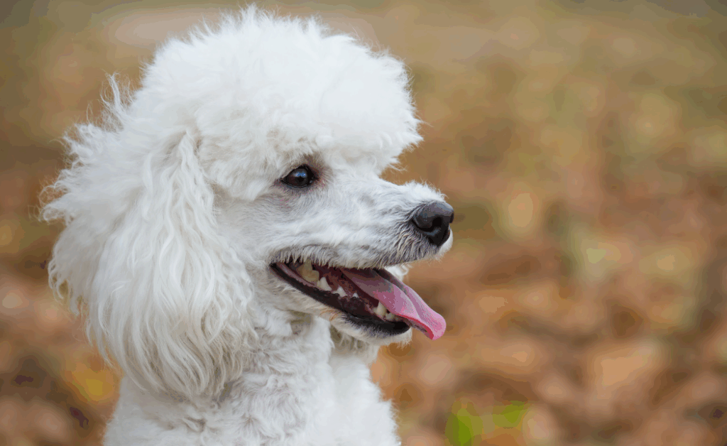 Como deixar o pelo do cachorro bonito