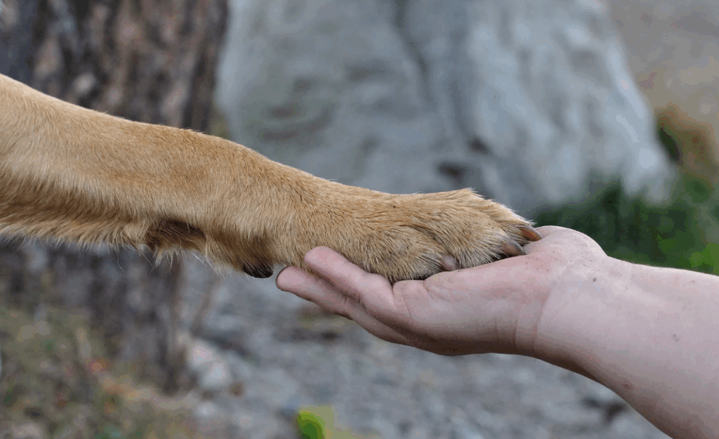 Atropelar cachorro pode render uma multa salgada