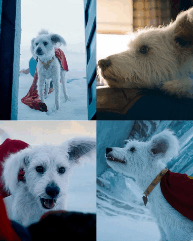 Krypto fez adoções dispararem nos EUA