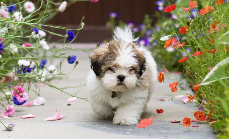 Doenças comuns em Shih Tzu